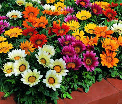 Gazania Kwiaty Otwarte w dzień Zamknięte noc "Śpiochy" Mix kolorów Słoneczny Kwiat SADZONKA 
