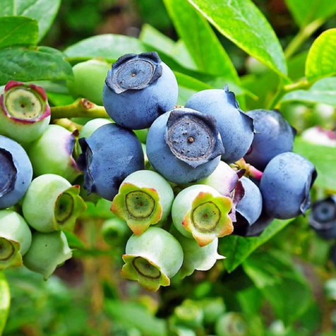 Borówka amerykańska Goldtraube średnio wczesna (C2)