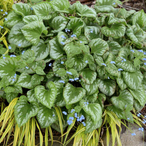 Brunnera wielkolistna Emerald Mist (C2)