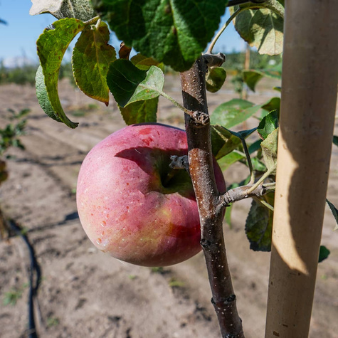 Jabłoń Lobo Plant Pack