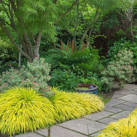 Hakonechloa smukła All Gold (C2)