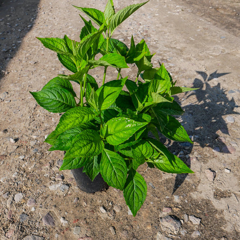 Hortensja piłkowana Bluebird (C2)