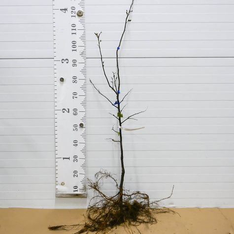 Pigwa Champion Plant Pack