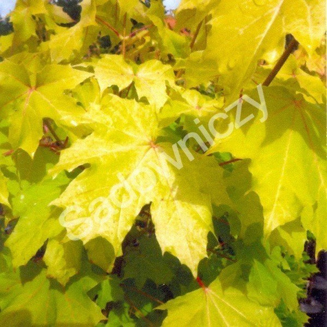 Klon jesionolistny Złocisty szczepiony na pniu