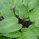 Funkia Hosta Purple Heart (C2)