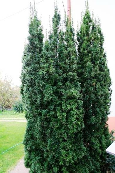 Cis pośredni Wojtek