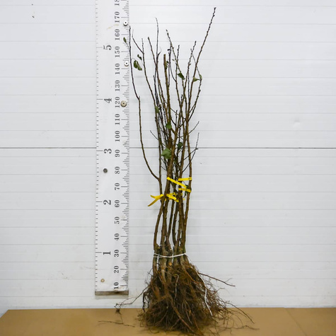 Morela Bergeval Plant Pack