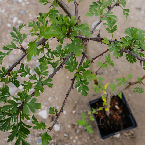 Głóg jednoszyjkowy leczniczy w pojemniku (C2)