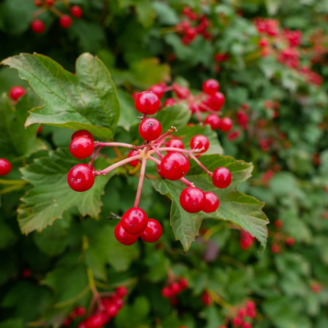 KALINA KORALOWA (C2)