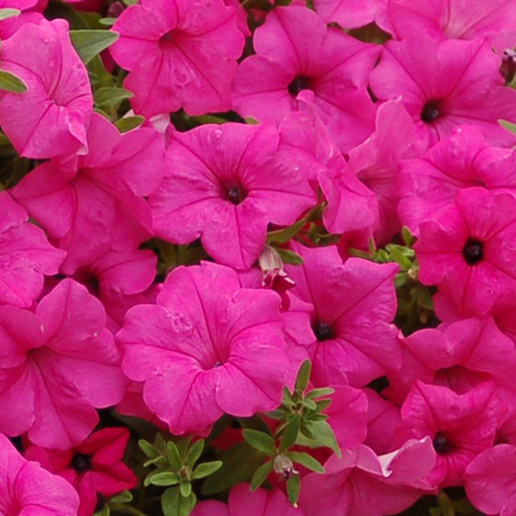 Petunia ogrodowa różowa 0,05g