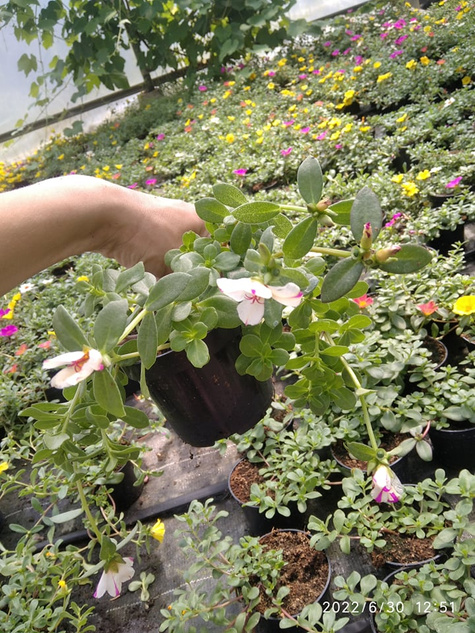 Portulaka zwisająca Mix kolorów