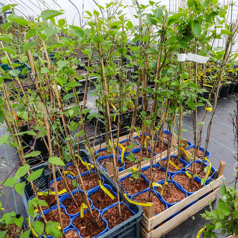 Powojnik Clematis wielkokwiatowy Jackmanii (C2)