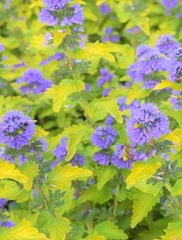 Barbula klandońska Hint of Gold (P9)