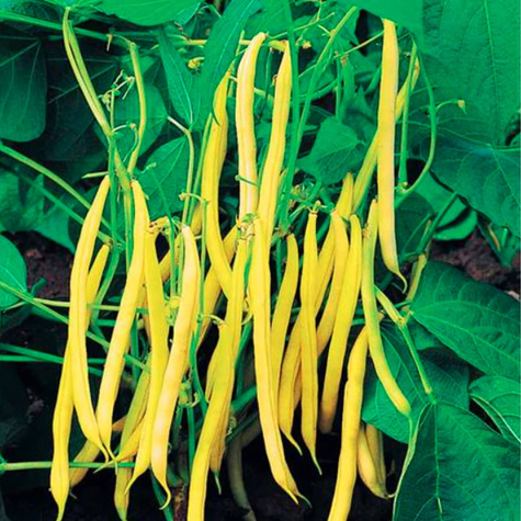 Fasola szparagowa żółta karłowa bezłykowa Victor 20g