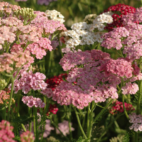 Krwawnik ogrodowy Colorado (C2)