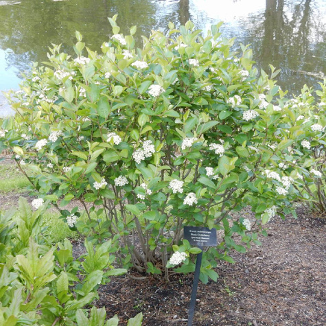 Aronia Czarnoowocowa Owoc Długowieczności i Antyoksydant Plant Pack