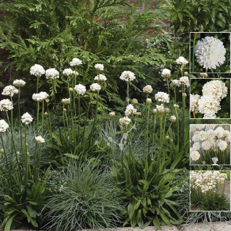 Zawciąg szerokolistny Ballerina White (C2)