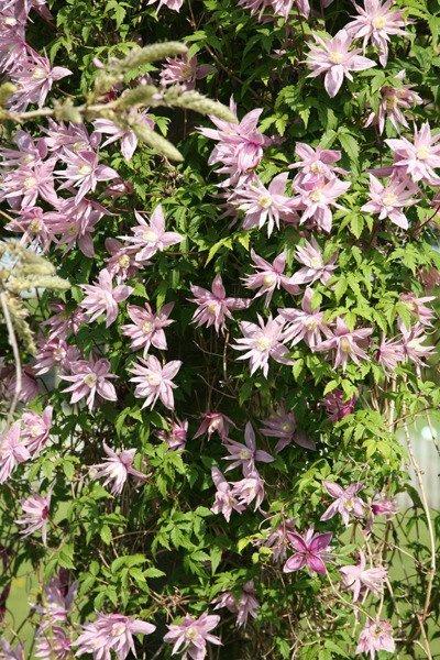 Powojnik Clematis botaniczny Markham's Pink