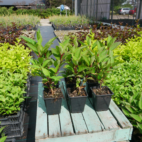 Hortensja bukietowa Mojito (P9)