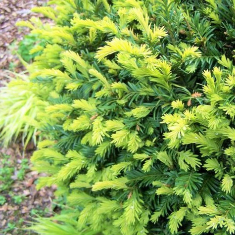 Cis pospolity 'Ellegantissima'