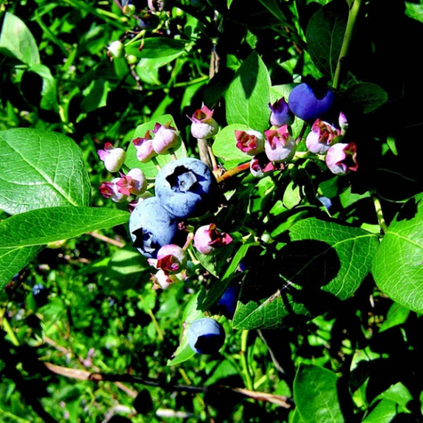 Borówka amerykańska Ozarkblue średnio późna