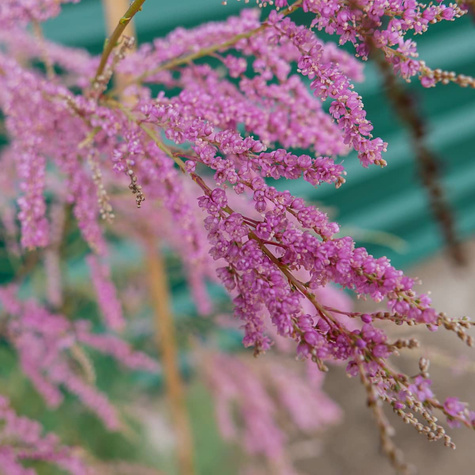 Tamaryszek francuski (C2)