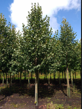 Lipa drobnolistna Greenspire (obw. 8-12 cm H200/300)