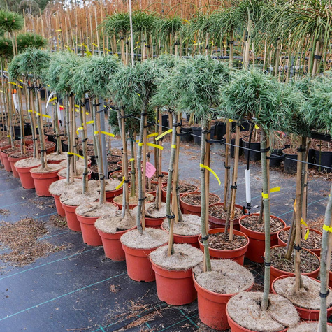 Sosna wejmutka Green Twist szczepiona Pa40