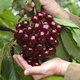 Czereśnia Wera Plant Pack
