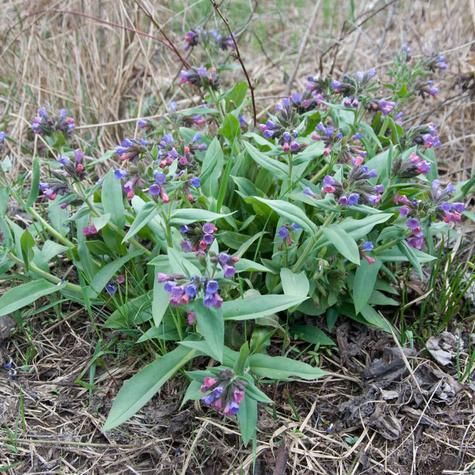 Miodunka długolistna (C2)