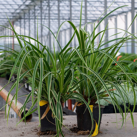 Turzyca japońska pstrolistna Variegata (C2)