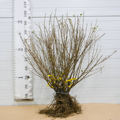 Agrest czerwony Krasnosłowiański Plant Pack