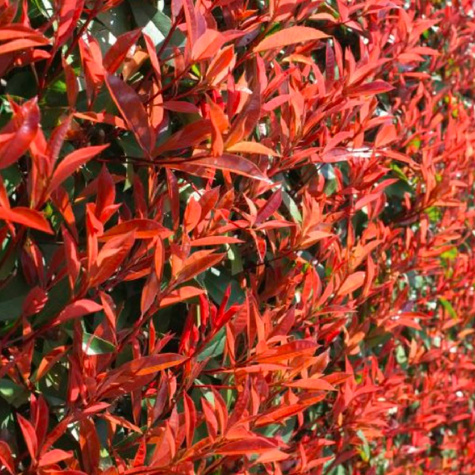 Głogownik Frasera Carre Rouge (C2)