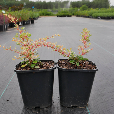 Berberys thunberga Natasha (C1.7)