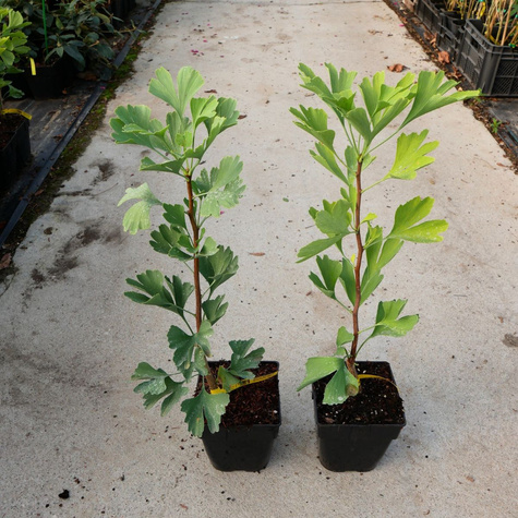 Miłorząb dwuklapowy Skamielinowy relikt (C2)