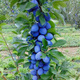 Śliwa kolumnowa Fruca Mrozoodporna Plant Pack 