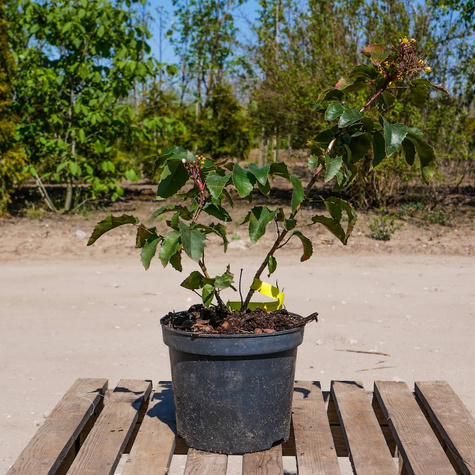 Mahonia pospolita (C2)