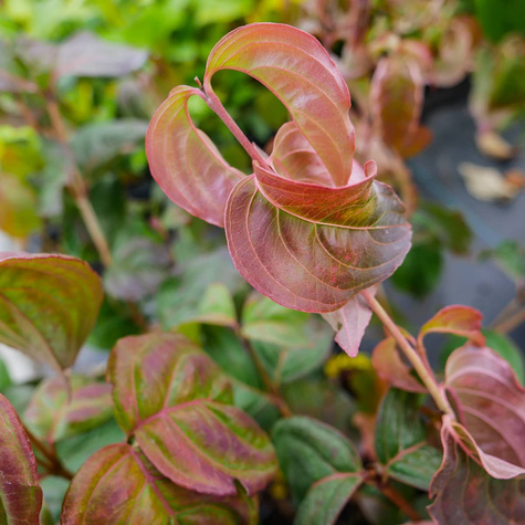 Dereń kousa Satomi Compact (C2)