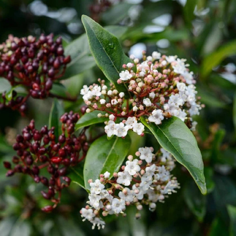 Kalina wawrzynowata Spirit (C2)