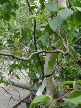 Brzoza brodawkowata 'Spidre Alley' Pa120