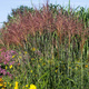 Miscanthus sinensis Miskant chiński 'Kupferberg'