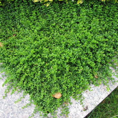 Trzmielina fortunea Mini Magic (C2)