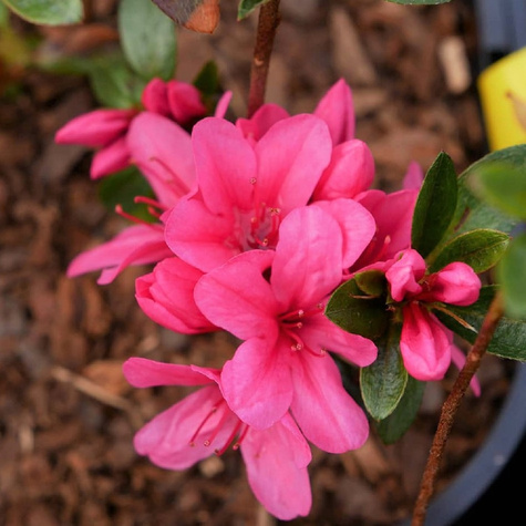 Azalia japońska Silvester (C2)