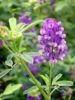 Lucerna siewna cena za 1 kg