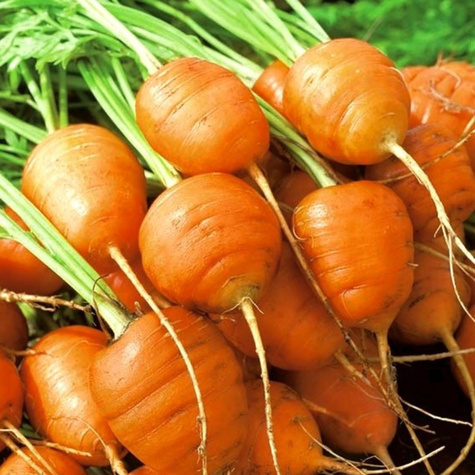 Marchew jadalna Mercado de Paris 3 okrągła 2g