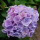 Hortensja ogrodowa Bella (C2)