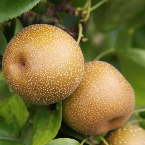 Grusza azjatycka Kumoi Plant Pack