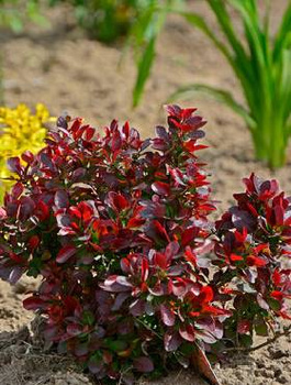 Berberys thunberga Lutin Rouge (C2)