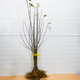 Duo Jabłoń Szampion+ Gala Plant Pack