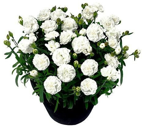 Zestaw Goździków 3 czerwone + 3 białe Cudownie Pachnące